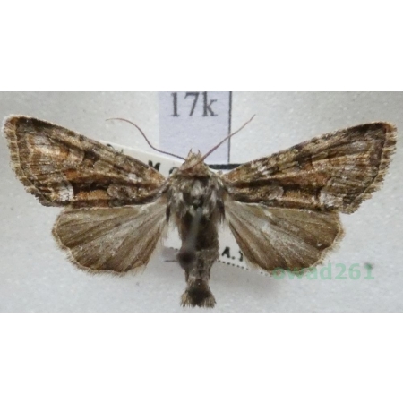 Oligia versicolor (Borkhausen, 1792) Czech17k